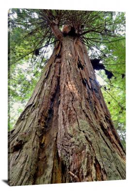 Redwood Bark, 2016 - Canvas Wrap