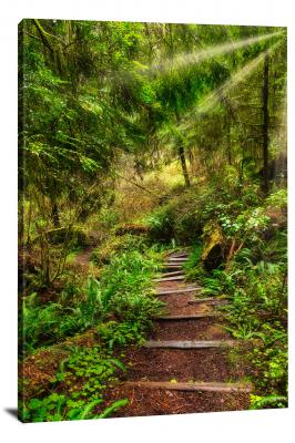 CW3042-redwood-national-park-sunray-forest-path-00