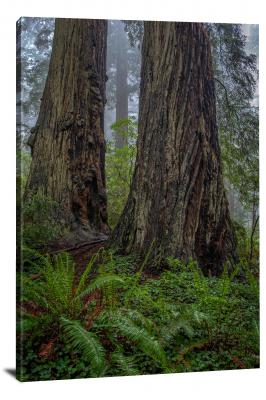 CW3043-redwood-national-park-fog-on-damnation-creek-trail-00