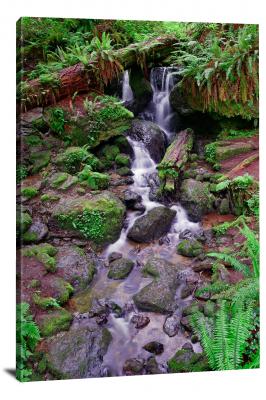 CW3044-redwood-national-park-trillium-falls-trickle-00