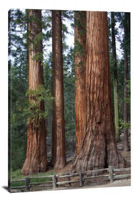 Giant Sequoia in Mariposa Grove, 2015 - Canvas Wrap