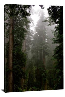 CW3048-redwood-national-park-old-growth-forest-00