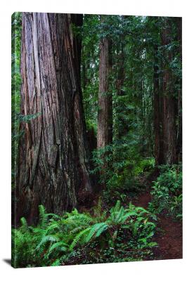 CW3049-redwood-national-park-deep-in-the-forest-00
