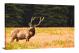 Redwood Elk, 2018 - Canvas Wrap