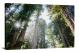 Sun through Redwoods, 2021 - Canvas Wrap