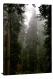 Old Growth Forest, 2021 - Canvas Wrap