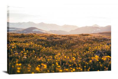 Flower Field Rockies, 2021 - Canvas Wrap