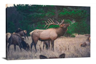 CW1164-rocky-mountain-national-park-herd-of-deer-00
