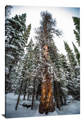 CW1173-rocky-mountain-national-park-wintery-trees-00