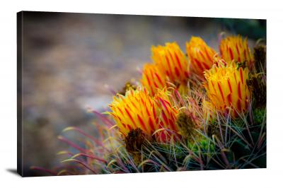 Yellow Barrel Cactus, 2020 - Canvas Wrap