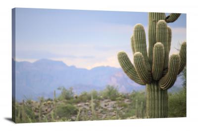 Close Up Saguaro Cactus, 2021 - Canvas Wrap