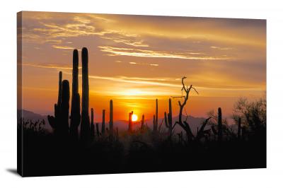 CW3061-saguaro-national-park-madaras-gallery-sunset-00