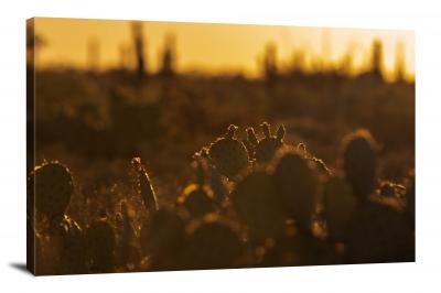 CW3064-saguaro-national-park-sunset-details-00