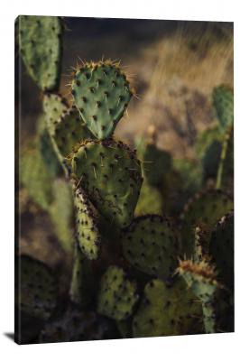 Smaller Rounder Cactus, 2020 - Canvas Wrap