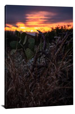 CW3072-saguaro-national-park-thorns-and-spikes-00