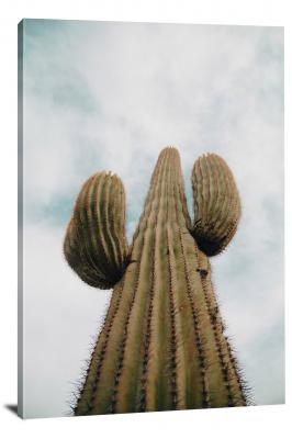 Looking Up Cactus, 2022 - Canvas Wrap