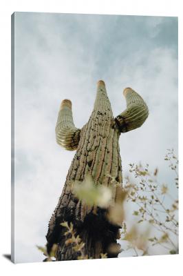 CW3075-saguaro-national-park-a-decaying-cactus-00