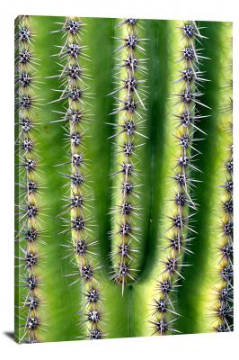 CW3078-saguaro-national-park-cactus-details-00