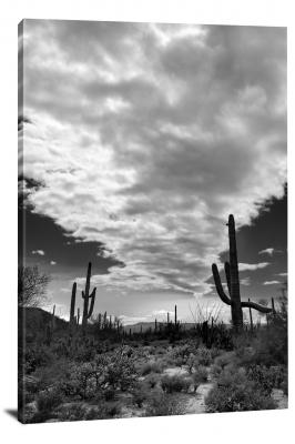 CW3080-saguaro-national-park-trail-of-clouds-over-the-desert-00