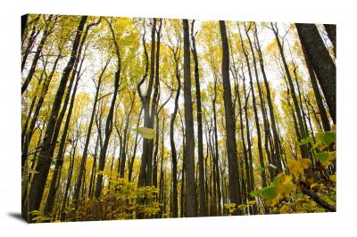 Tall Yellow Trees, 2021 - Canvas Wrap