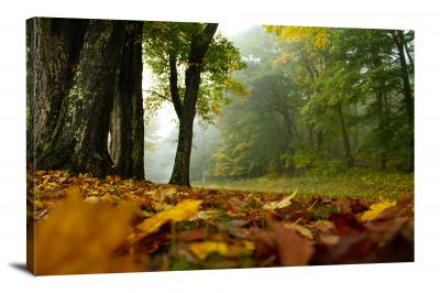 CW3095-shenandoah-national-park-fall-leaf-forest-floor-00