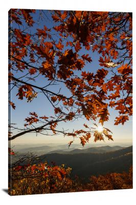 CW3106-shenandoah-national-park-the-last-leaves-of-fall-00
