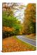 Winding Road with Leaves, 2021 - Canvas Wrap