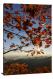 The Last Leaves of Fall, 2015 - Canvas Wrap