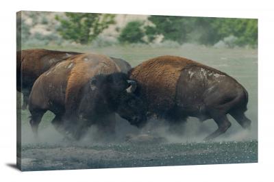CW3113-theodore-roosevelt-national-park-buffalo-fighting-00