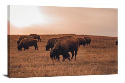 Pack of Buffalo, 2020 - Canvas Wrap