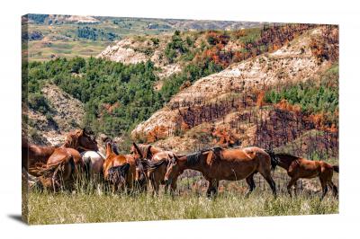 CW3121-theodore-roosevelt-national-park-north-american-wild-horses-00