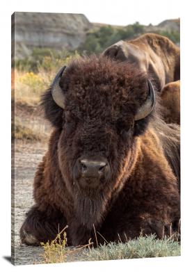 CW3136-theodore-roosevelt-national-park-a-bison-up-close-and-personal-00