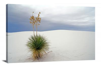 CW3173-white-sands-national-park-adams-needle-yucca-00