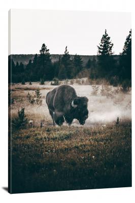 CW1070-yellowstone-national-park-yellowstone-bison-00