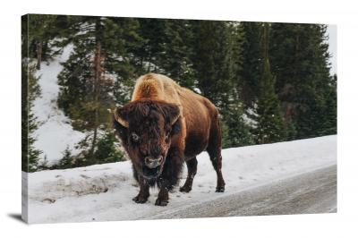 Snowy Bison, 2020 - Canvas Wrap