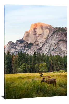 Two Deer Half Dome, 2016 - Canvas Wrap