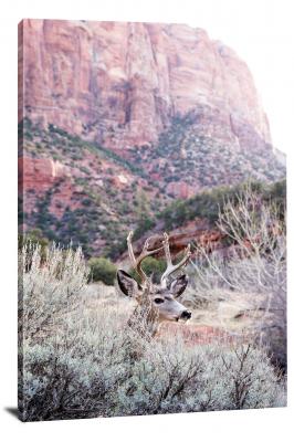 CW1060-zion-national-park-deer-in-zion-00