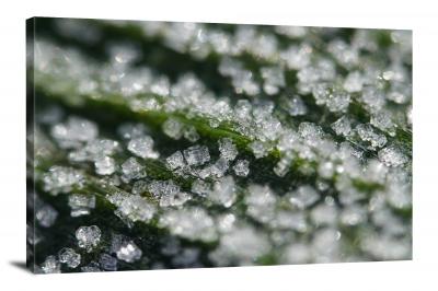 CW8220-ice-frost-on-leaves-00