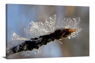 CW8226-ice-frozen-branch-00