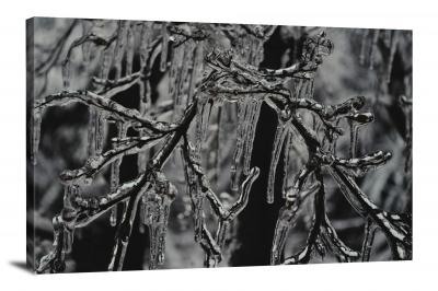 Black and White Frozen Branches, 2020 - Canvas Wrap