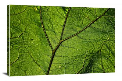 CW8237-nature-veins-of-a-leaf-00