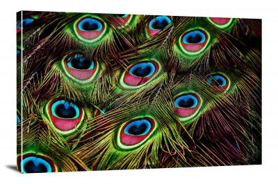 Peacock Feathers, 2018 - Canvas Wrap
