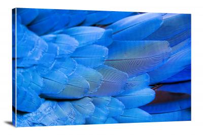 Blue Feathers, 2021 - Canvas Wrap