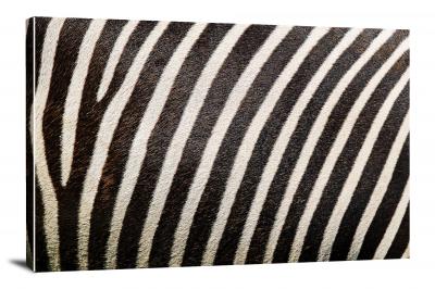 Zebra Pattern, 2017 - Canvas Wrap
