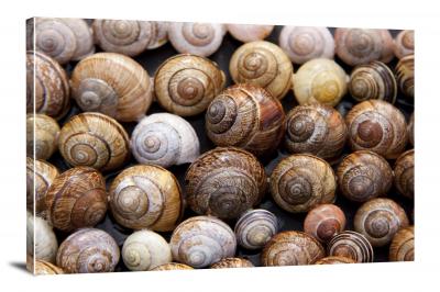 CW8246-nature-snails-00