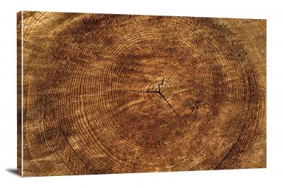 Tree Rings, 2017 - Canvas Wrap