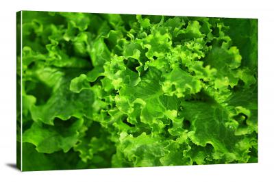 CW8251-nature-leafy-lettuce-00