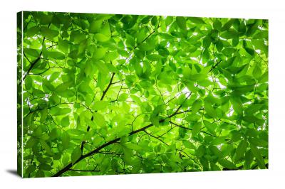 CW8253-nature-green-leaves-00