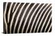 Zebra Pattern, 2017 - Canvas Wrap