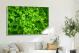 Leafy Lettuce, 2017 - Canvas Wrap3